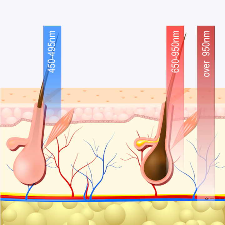 LED therapy red light and blue light penetration diagram